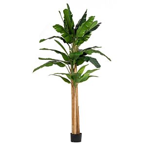 BIZZOTTO PIANTA BANANO C-VASO 30FOGLIE H320
