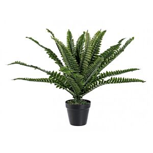 BIZZOTTO PIANTA FELCE C-VASO 24FOGLIE H45CM