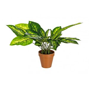 BIZZOTTO PIANTA DIEFFENBACHIA C-VASO 30FOGLIE H45