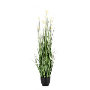 BIZZOTTO PIANTA ERIOPHORUM BIANC C-VASO X10F H110