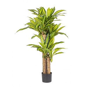 BIZZOTTO PIANTA DRACAENA C-VASO H130