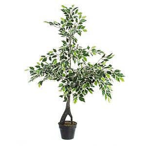 BIZZOTTO PIANTA FICUS VARIEGATO C-VASO X760F H120