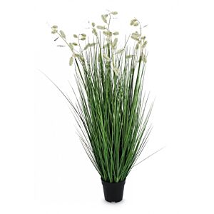 BIZZOTTO PIANTA GREVILLEA BIANCO C-VASO X7F H120