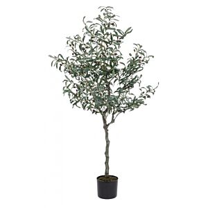 BIZZOTTO PIANTA ULIVO C-VASO 984FOGLIE H150