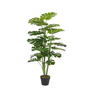 BIZZOTTO PIANTA FILODENDRO C-VASO 23FOGLIE H120CM