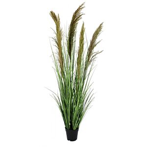 BIZZOTTO PIANTA CARINE PAMPAS VERD MARR C-VA H145