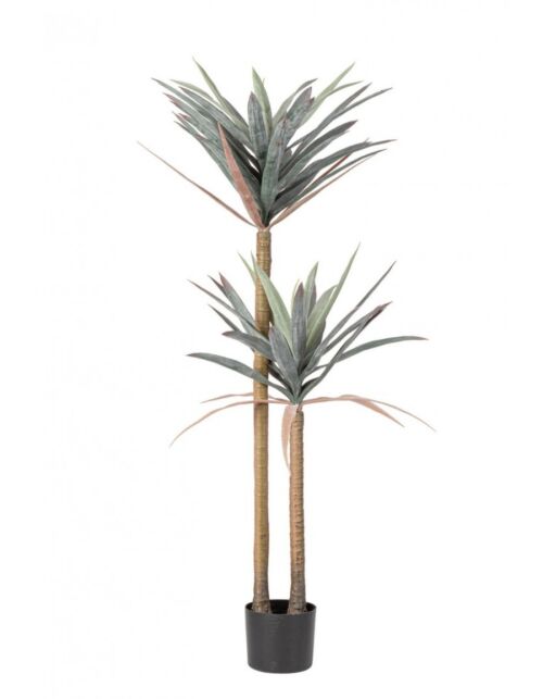 BIZZOTTO PIANTA YUCCA C-VASO 68FOGLIE H128