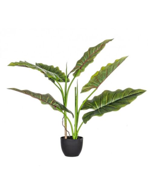 BIZZOTTO PIANTA DIEFFENBACHIA C-VASO 7FOGLIE H78