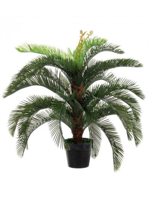 BIZZOTTO PIANTA PALMA CYCAS C-VASO 30FOGLIE H100