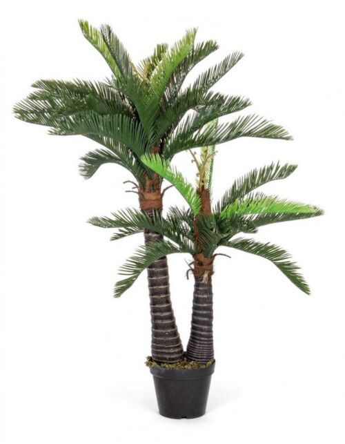 BIZZOTTO PIANTA PALMA C-VASO 36FOGLIE 2TR H150