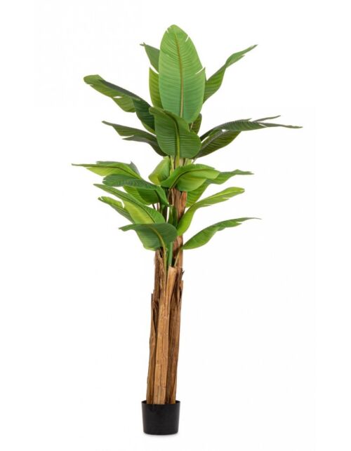 BIZZOTTO PIANTA BANANO C-VASO 22FOGLIE H240