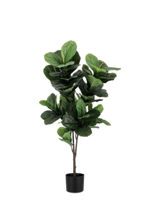 BIZZOTTO PIANTA FICUS LYRATA C-VASO 72FOGLIE H120