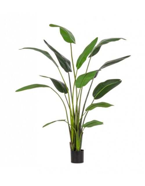 BIZZOTTO PIANTA STRELITZIA C-VASO 13FOGLIE H235