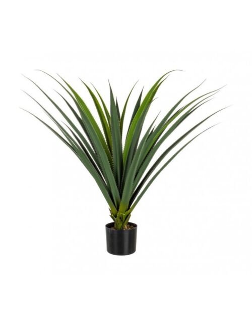BIZZOTTO PIANTA RUSCACEAE C-VASO 28FOGLIE H90CM
