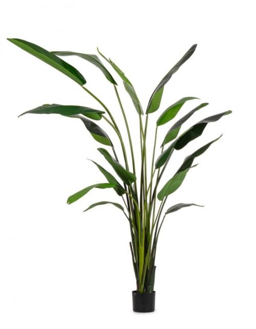 BIZZOTTO PIANTA STRELITZIA C-VASO 18FOGLIE H310