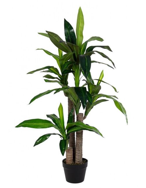 BIZZOTTO PIANTA DRACAENA C-VASO 65FOGLIE H110