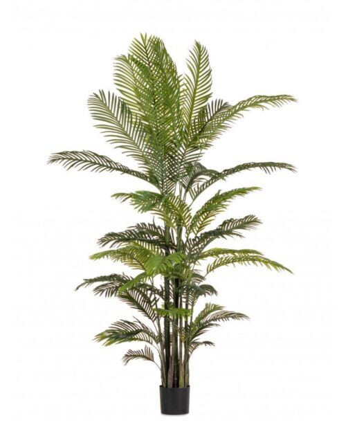 BIZZOTTO PIANTA KENZIA C-VASO 33FOGLIE H210