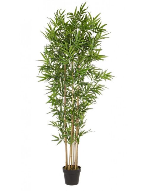 BIZZOTTO PIANTA BAMBOO C-VASO H185CM