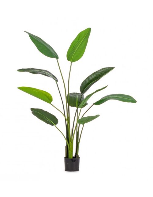 BIZZOTTO PIANTA STRELITZIA C-VASO 10FOGLIE H150