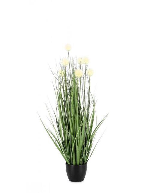 BIZZOTTO PIANTA ERIOPHORUM BIANCO C-VASO X7F H68