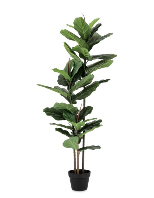 BIZZOTTO PIANTA FICUS LYRATA C-VASO 39FOGLIE H145