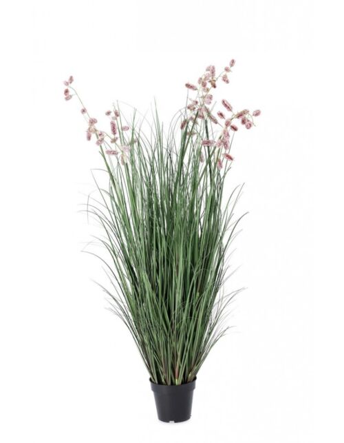 BIZZOTTO PIANTA GREVILLEA ROSA C-VASO X9F H150