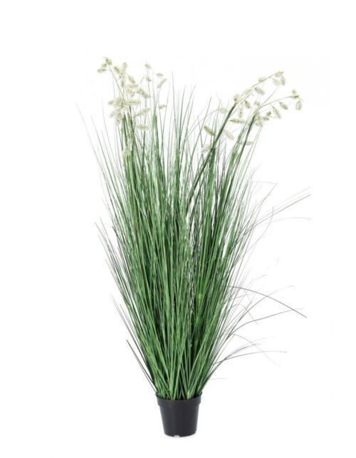 BIZZOTTO PIANTA GREVILLEA BIANCO C-VASO X9F H150