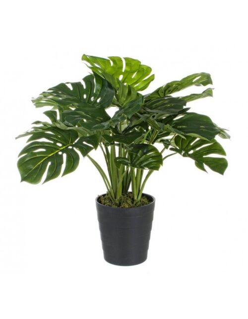 BIZZOTTO PIANTA FILODENDRO C-VASO 24FOGLIE H65CM