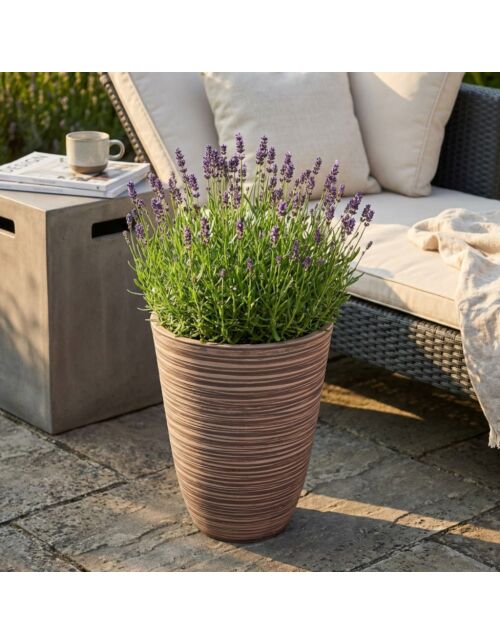 VASO MEDIO ANEMONE