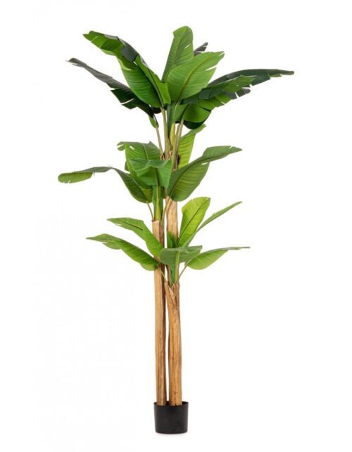 BIZZOTTO PIANTA BANANO C-VASO 24FOGLIE H280
