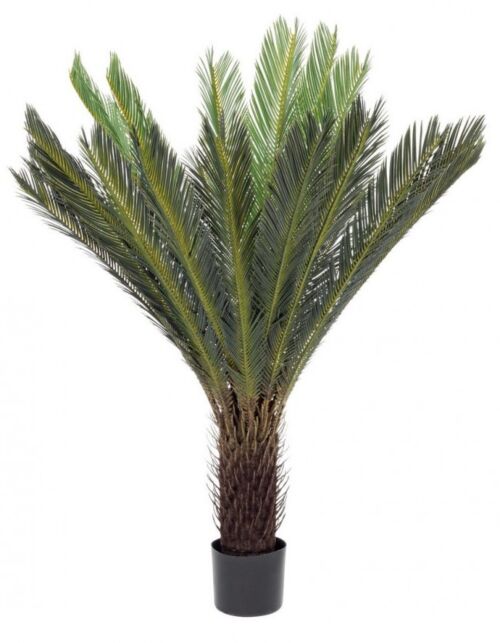 BIZZOTTO PIANTA PALMA CYCAS C-VASO 28FOGLIE H120