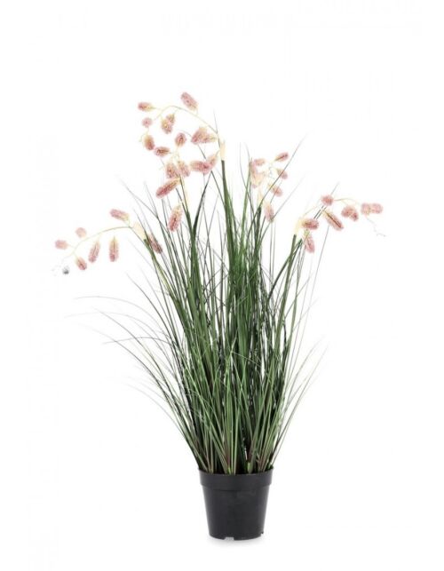 BIZZOTTO PIANTA GREVILLEA ROSA C-VASO X7F H120