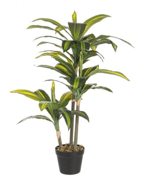 BIZZOTTO PIANTA DRACAENA C-VASO 43FOGLIE H88CM