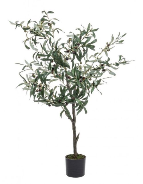 BIZZOTTO PIANTA ULIVO C-VASO 492FOGLIE H120