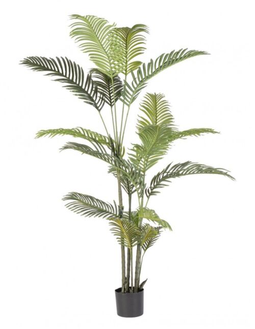 BIZZOTTO PIANTA KENZIA C-VASO 18FOGLIE H180