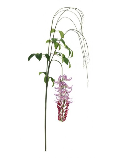 BIZZOTTO MACUNA KAYLIN VIOLA H210CM