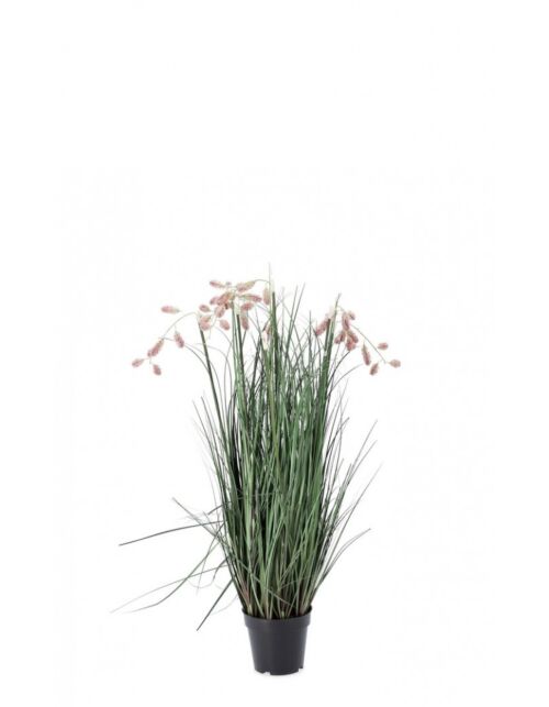 BIZZOTTO PIANTA GREVILLEA ROSA C-VASO X5F H100