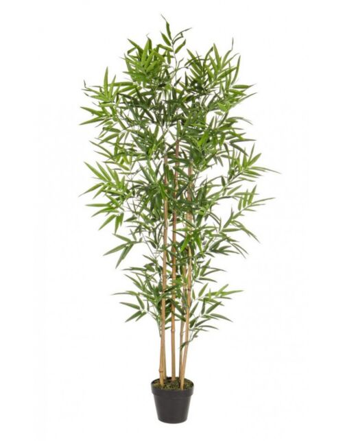 BIZZOTTO PIANTA BAMBOO C-VASO H155CM