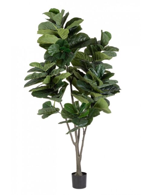 BIZZOTTO PIANTA FICUS LYRATA C-VAS 123FOGLIE H230