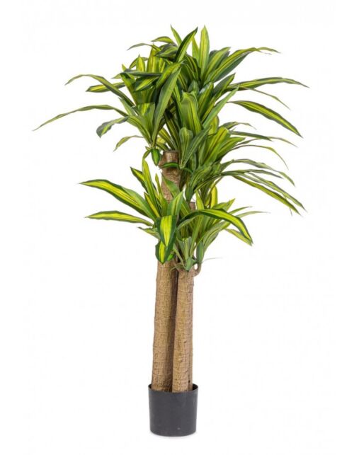 BIZZOTTO PIANTA DRACAENA C-VASO H150