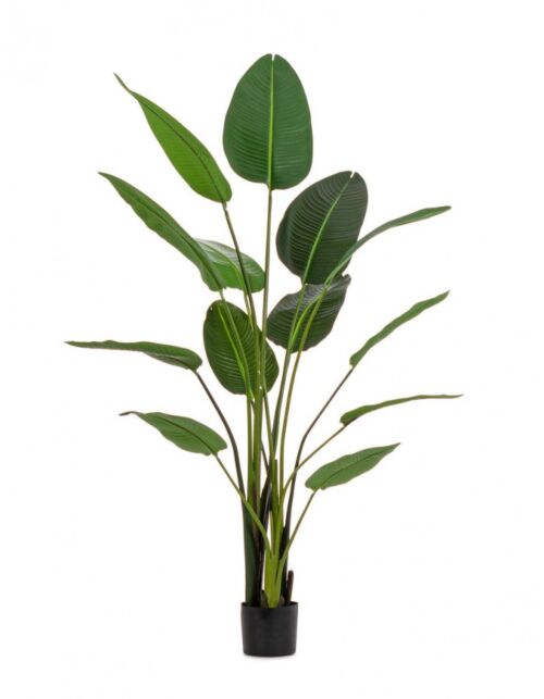 BIZZOTTO PIANTA STRELITZIA C-VASO 13FOGLIE H185