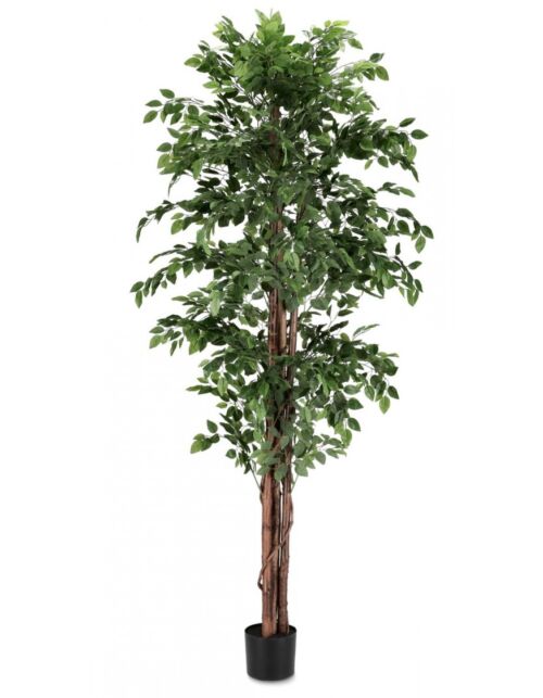 BIZZOTTO PIANTA FICUS C-VASO 2480FOGLIE H210
