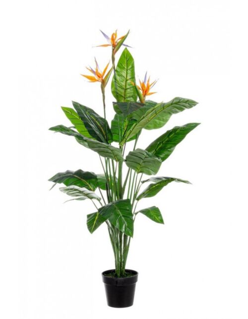 BIZZOTTO PIANTA STRELITZIA C-V 25FOGLIE X3F H150
