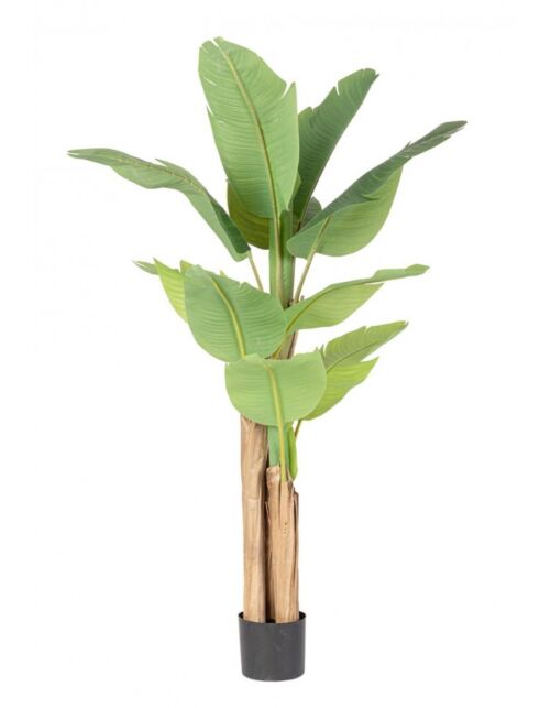 BIZZOTTO PIANTA BANANO C-VASO 13FOGLIE H150