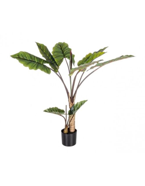 BIZZOTTO PIANTA DIEFFENBACHIA C-V 10FOGLIE H134