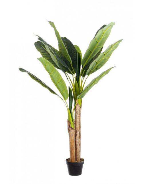 BIZZOTTO PIANTA BANANO C-VASO 14FOGLIE H135