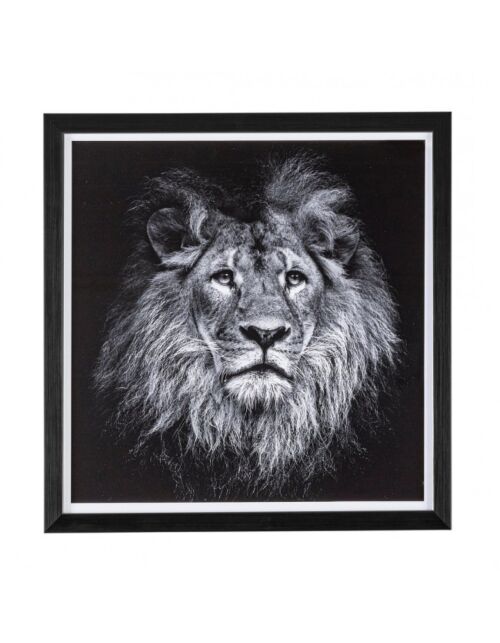 BIZZOTTO QUADRO C-C EVIDENCE 104 43X43