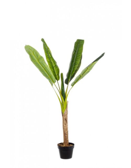 BIZZOTTO PIANTA BANANO C-VASO 7FOGLIE H113