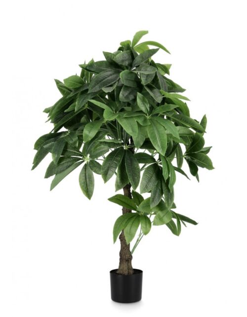 BIZZOTTO PIANTA PACHIRA AQUATICA C-VASO 280F H120