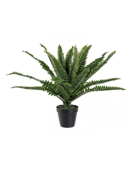 BIZZOTTO PIANTA FELCE C-VASO 24FOGLIE H45CM